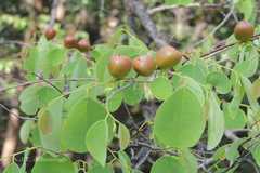 Cleistanthus collinus